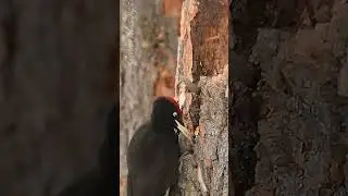 Nature's Master Sculptor | Woodpecker Drills for Food!🌳