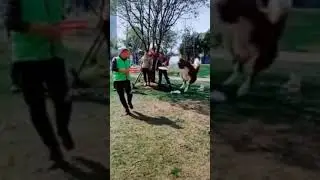 DOG CATCHING DISK GOOD TRAIND DOG BEST VIDEO || DOG TRAINING ||  #shorts BY Jeet's pets