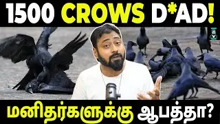 Why 1500 Crows Died in Chennai? 🐦&zwj;⬛ | Shocking Truth | Varun Talks