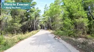 Scooter Ride Through the Pines | Vlora to Zvernec Monastery