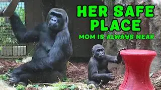 Not All Gorilla Moms Raise Their Babies - Who Does?