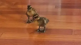 Raising baby ducks DAY2! The babies get out to run around the house and explore 😵&zwj;💫