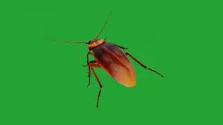 Cockroach Green Screen