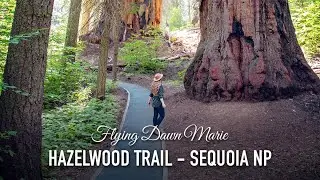 VLOG 213: Hazelwood Nature Trail, Giant Sequoia Trees - Sequioa National Park
