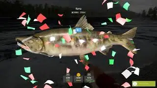 Кета