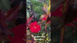 Роза Джипси Карнивал/ rose GIPSY CARNIVAL