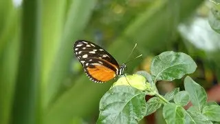 BUTTERFLIES IN FLIGHT (Canadian Museum of Nature)