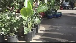 How to protect your plants from winter storms