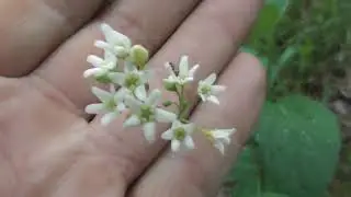 Vincetoxicum hirundinaria, commonly named white swallow-wort