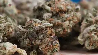 A Business Owner in Maine is Offering Free Weed For Picking Up Trash