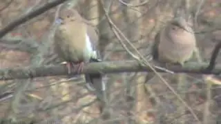 White Winged Dove