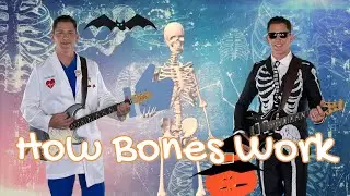 How do bones work?  Inside the bones for kids!