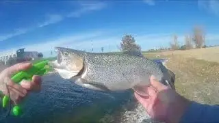 Squarebill for BIG trout!