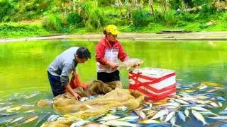 Peaceful life in the last days of the year - Harvesting fish and painting the bathroom.