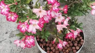 MINHAS ROSAS DO DESERTO!RESULTADO!
