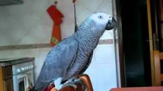 papagaio ZECA