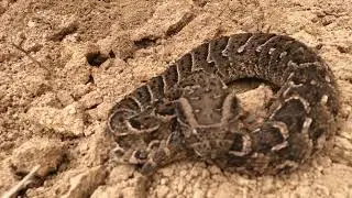 Anygry Puff Adder