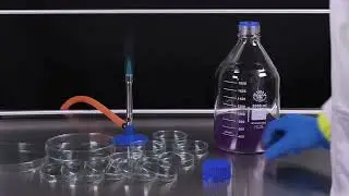 Simax Glassware in Action: Demonstrating Liquid Handling and Petri Dish Applications