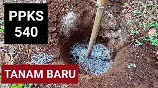 Tanam sawit bibit PPKS 540