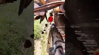 Automatic Tomato Picking and Sorting Machine #tomato #sorting #shorts