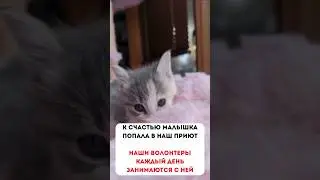Пипу Хотели Усыпить ❤❤❤ #помощь_животным #благотворительность #котик