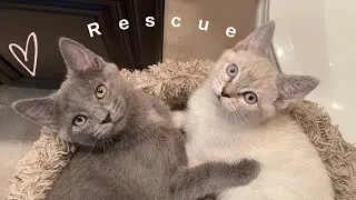 Why you should rescue a kitten