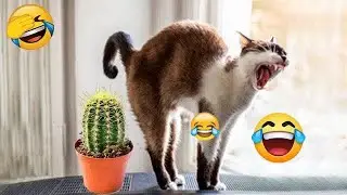 Funny and clever animal video clips 👨&zwj;🦲 A compilation of the funniest moments of dogs 🥱