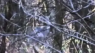 2012 11 18 Turkey Hunt