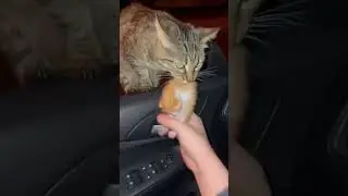 🥺❤️Let's change a life together. Helping a mother cat in need