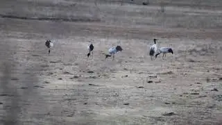 Black Necked Crane: Winter's graceful guest at Uruk, Bumthang