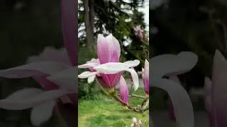 Мир всё еще прекрасен 🥰 Ялта весной #shorts #crimea #крым #flowers #ялта #весна #spring