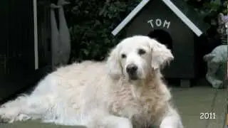 A tribute to our golden retriever  Kim.