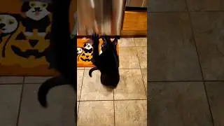 My Cat Doing the Thriller Dance