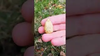 Planting Wood Hyacinth bulbs the easy way