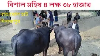 বিশাল মহিষ বিক্রি হলো ৪ লক্ষ ৩৮ হাজার টাকা || কাহারোল হাট দিনাজপুর || market prices today 