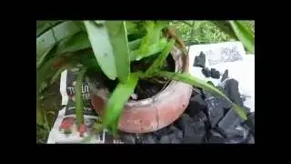 Repotting Vanda Orchids (V Tricolor)