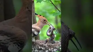 Hoopoe Bird vs Snake | Parent Feeds Baby Chick in the Wild