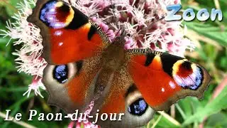 Posture de d&eacute;fense du Paon-du-jour - the European peacock