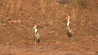 Painted Storks relaxing | Wildlife Sightings