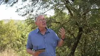 The Acacia