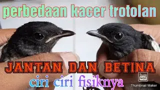 ciri ciri kacer trotolan(anakan) jantan dan betina.. dari fisiknya