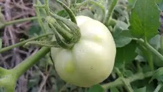 Green Tomatoes Plant In Nature Garden | FLOWERSANDME