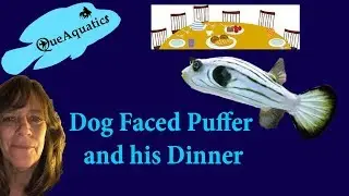 Saltwater Dogface Puffer Fish Eating