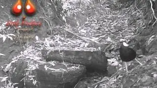 Unusual bird on camera trap in Java