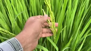 Dhaan 🌾 Ground Report 📸 #chasibeejbhandar #jamshedpur #agriculture #gardening #plants