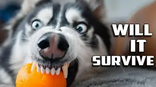 Creating a 3d Printed Dog Toy in TPU and testing its strength against a Husky