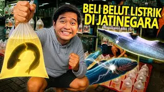 BELI BELUT LISTRIK KW DI PASAR IKAN JATINEGARA JAKARTA! GAK PERNAH NYANGKA ADA IKAN INI DI PASAR!