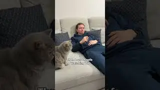 Zlata&rsquo;s evening drama in 30 seconds 😿😾