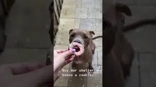 Buy me a cookie!