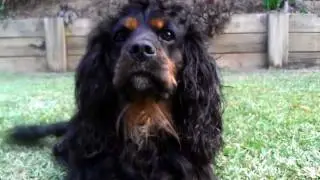 Hugo the talking cocker spaniel